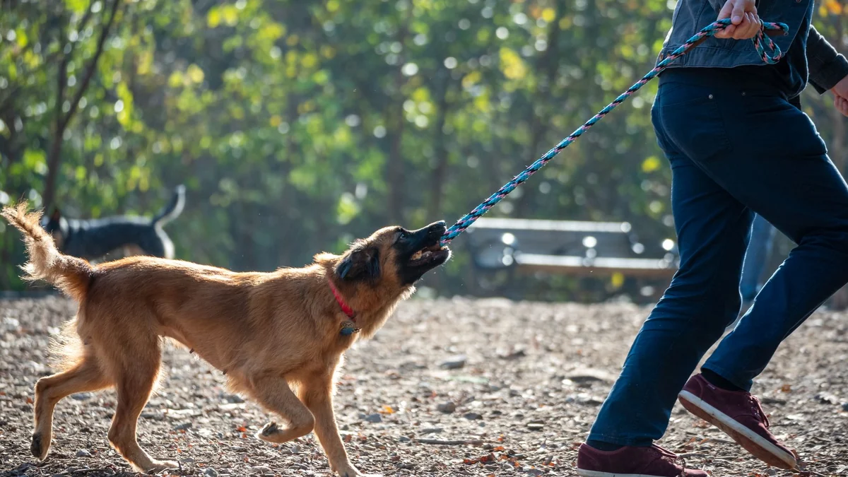 Why your dog pulls harder when you pull back on the leash