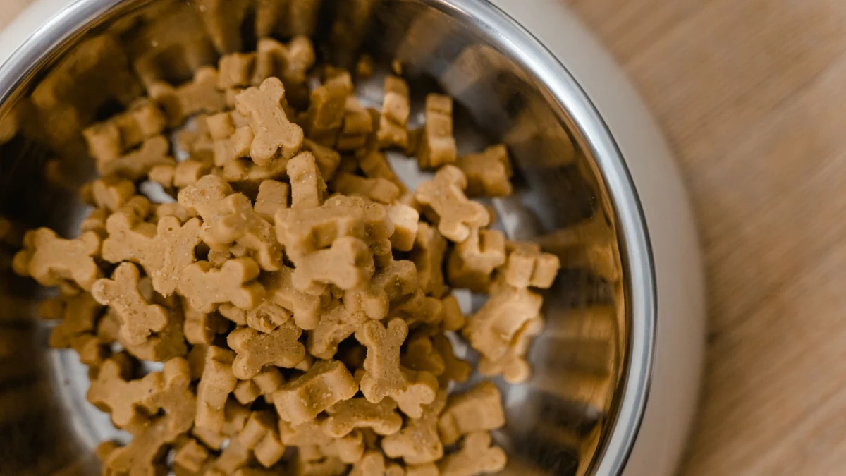 Why changing dog food overnight can upset their stomach