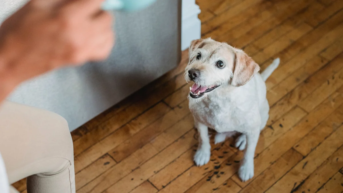 The common training habit that can accidentally reward barking