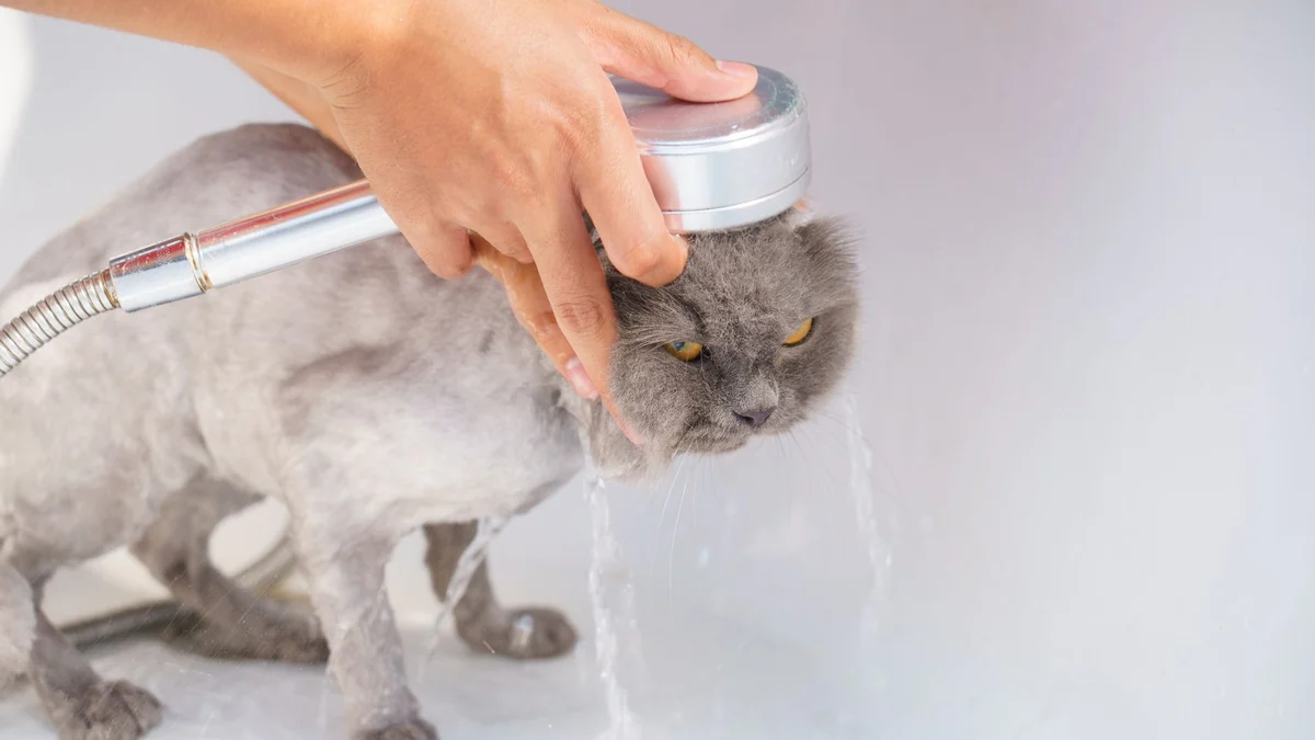 Should you ever bathe an indoor cat?