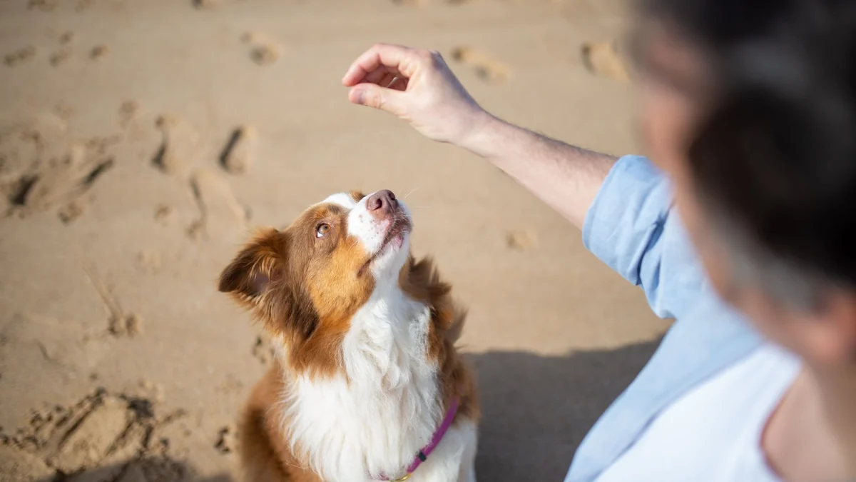 Why some dogs learn commands faster with hand signals
