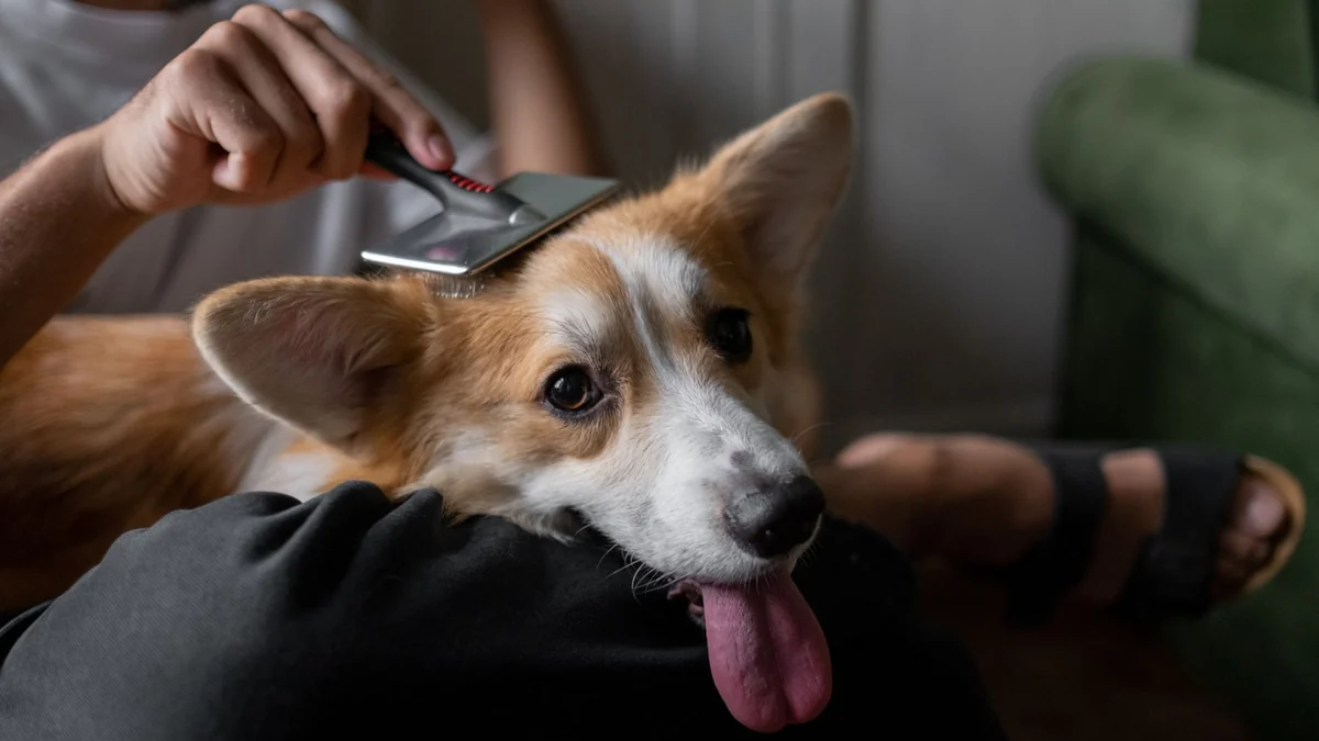 10 grooming habits that can help you notice pet health changes earlier