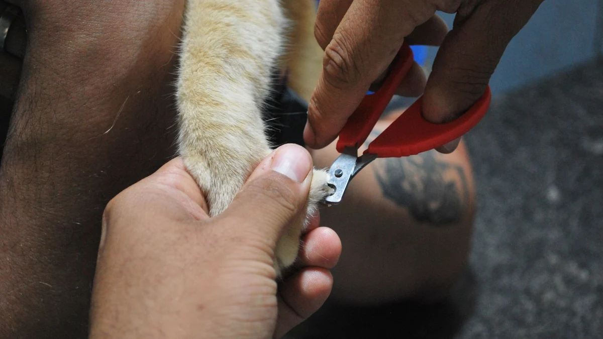 How to trim your cat's nails without turning it into a wrestling match