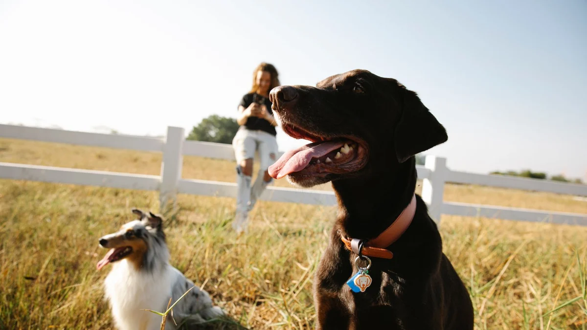 Your dog knows 'come' at home but ignores you outside — here's why