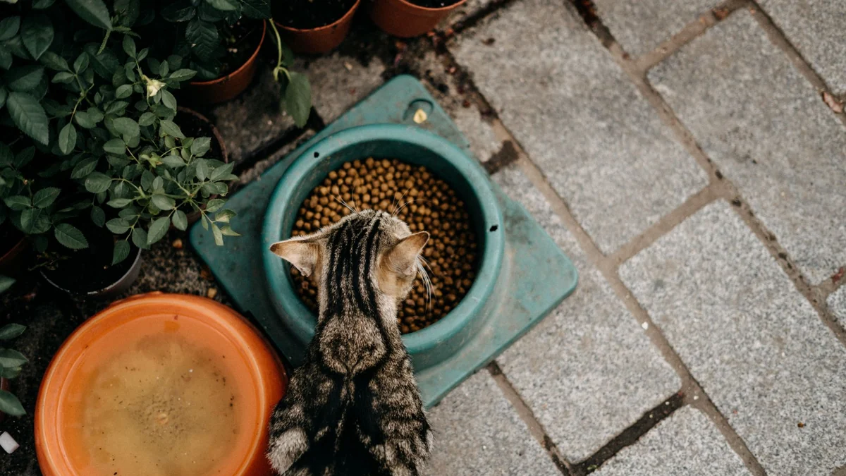 Wet vs dry cat food: does one provide better hydration?